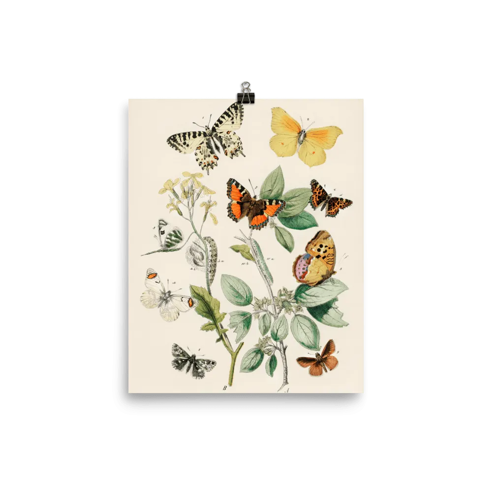 "Illustrations from the book of European Butterflies and Moths" Art Print