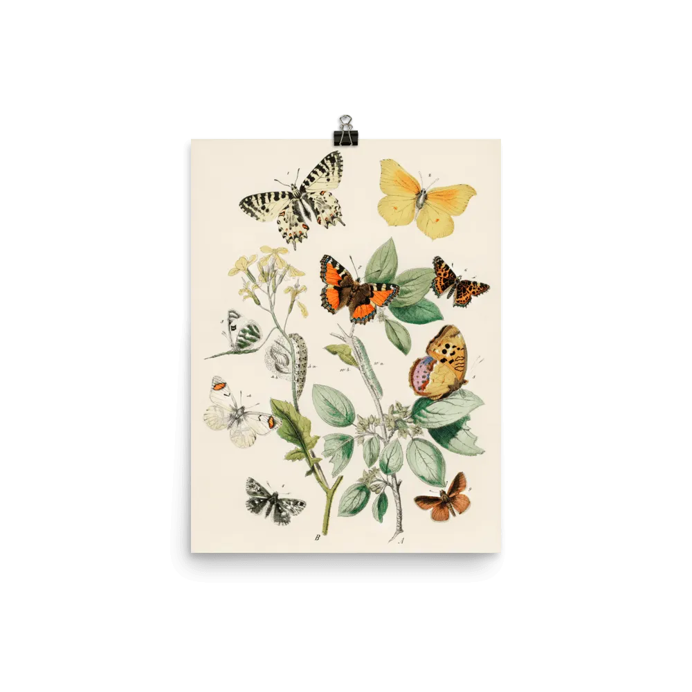 "Illustrations from the book of European Butterflies and Moths" Art Print